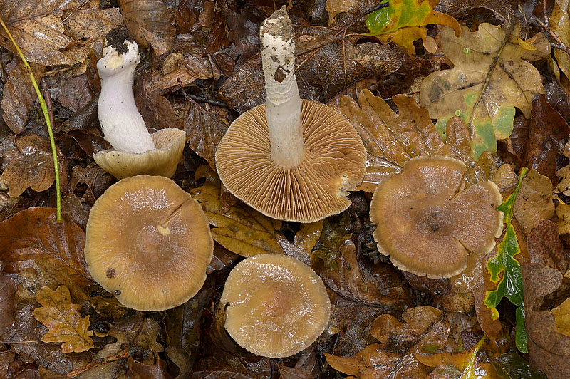 Cortinarius (subgenus Myxacium) elatior